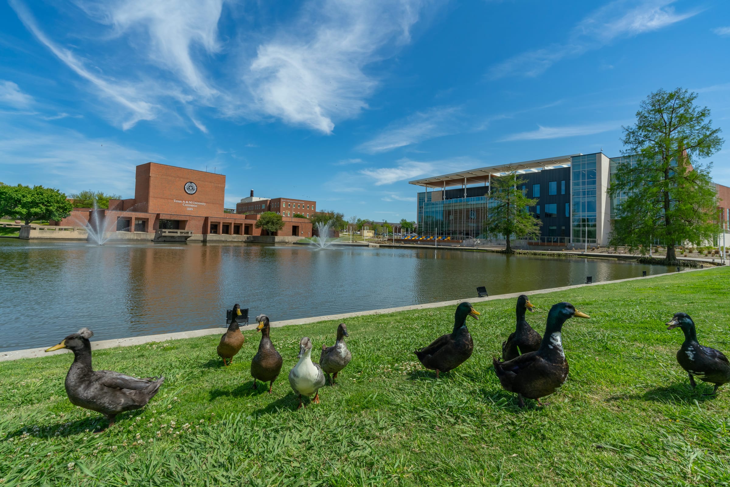 Ducks on the bank of a campus lake, brick and glass university buildings mirrored in the water beyond.